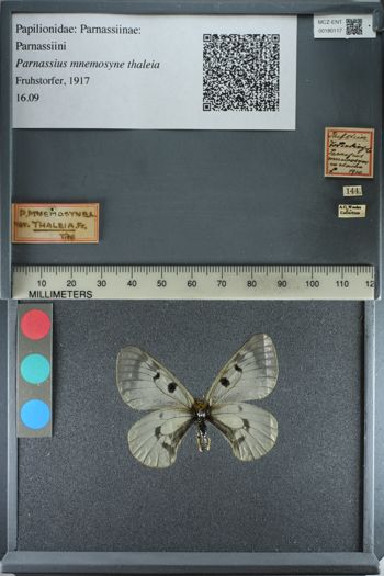 Media type: image;   Entomology 180117